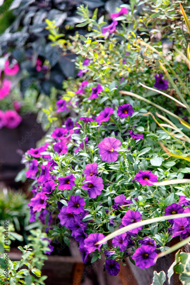 Obraz premium Purple Petunia flowers grow on a flowerbed.