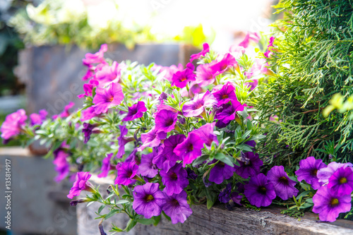 Purple Petunia flowers grow on a flowerbed. © milanchikov