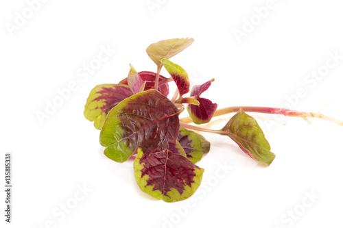 red spinach isolated on white background.