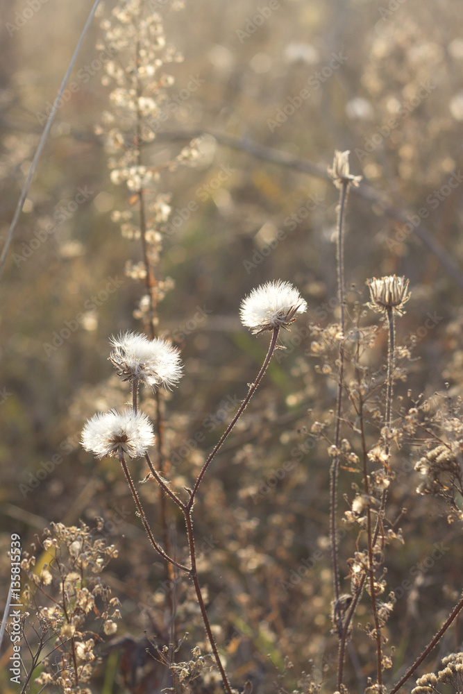 Meadow with Dandelions. Wild Plants. Summer Background. Meadow with Dandelions. Wild Plants. Summer Background.