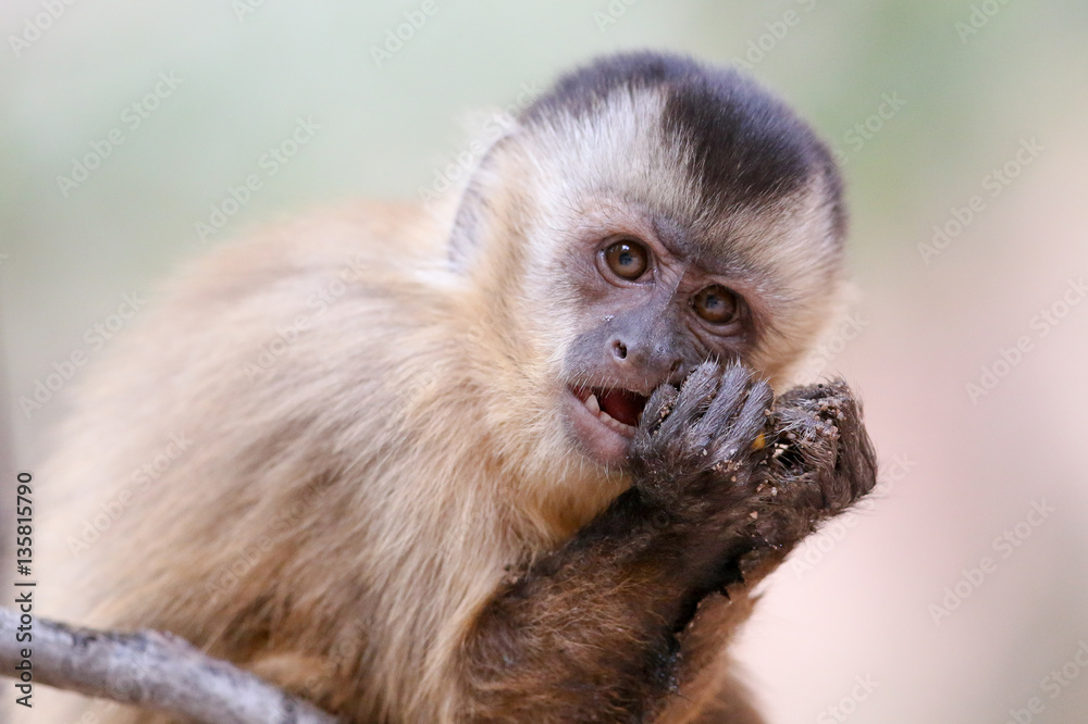 Capuchin monkey (juvenile female) at Serra da Capivara Capuchin monkey (juvenile female) at Serra da Capivara