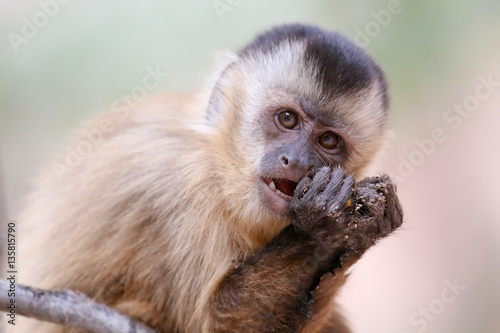 Capuchin monkey (juvenile female) at Serra da Capivara