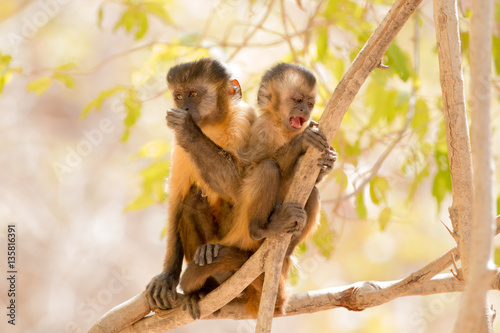 Capuchin monkey (female and infant) at Serra da Capivara photo