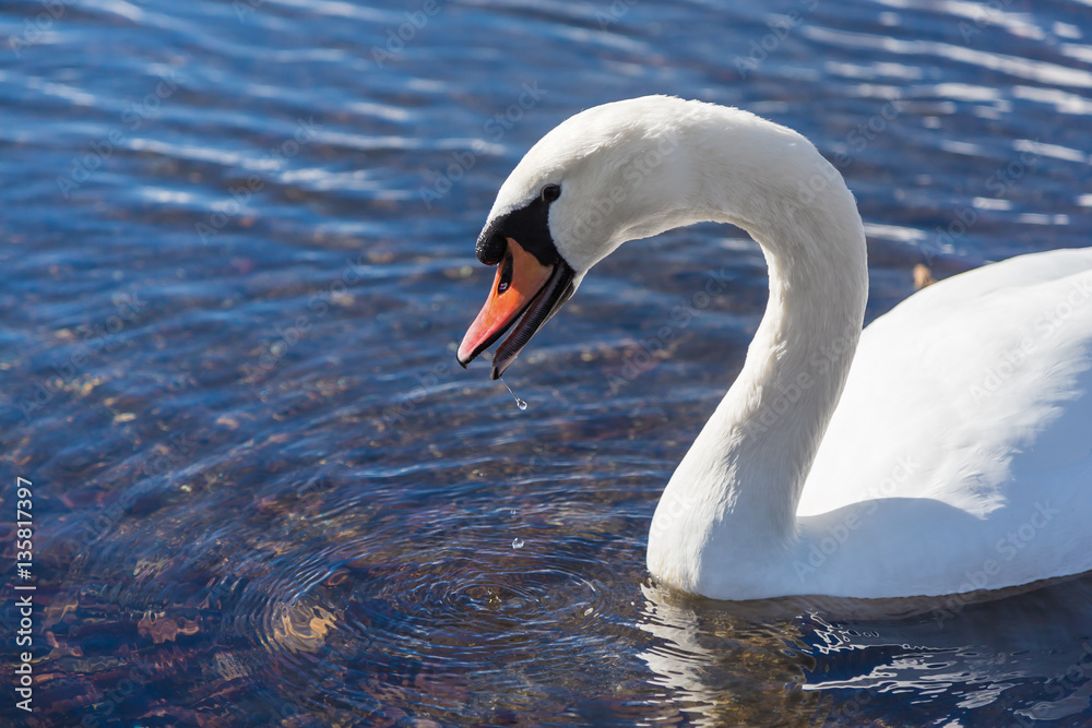 The swan. Background is Lake Yamanakako.The shooting location is Lake Yamanakako, Yamanashi prefecture Japan. The swan. Background is Lake Yamanakako.The shooting location is Lake Yamanakako, Yamanashi prefecture Japan.