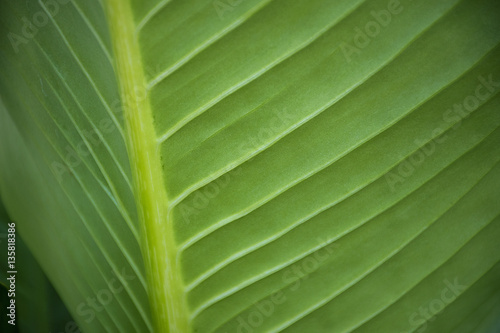 Close up green leaf texture/background. Abstract macro of nature.