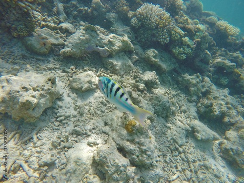 Thalassoma hardwicke  nice tropical fish. Ari Atoll  Maldives