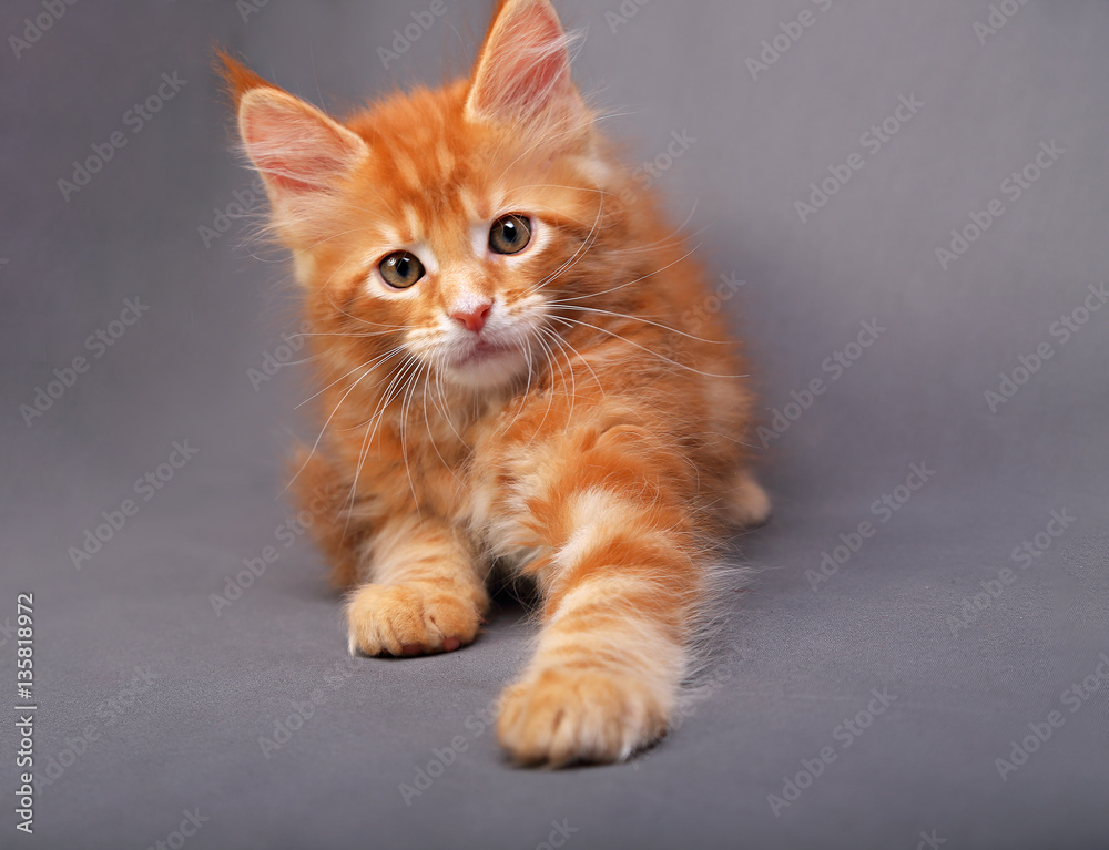 Playful red solid maine coon kitten playing the paw with fun loo