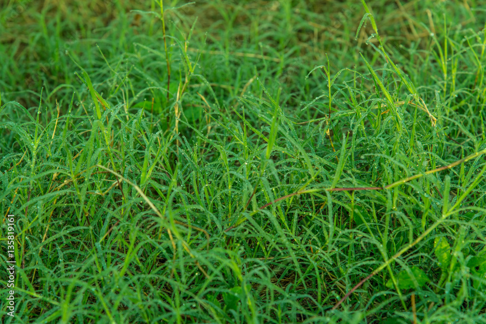 Fresh grass with dew drops close up