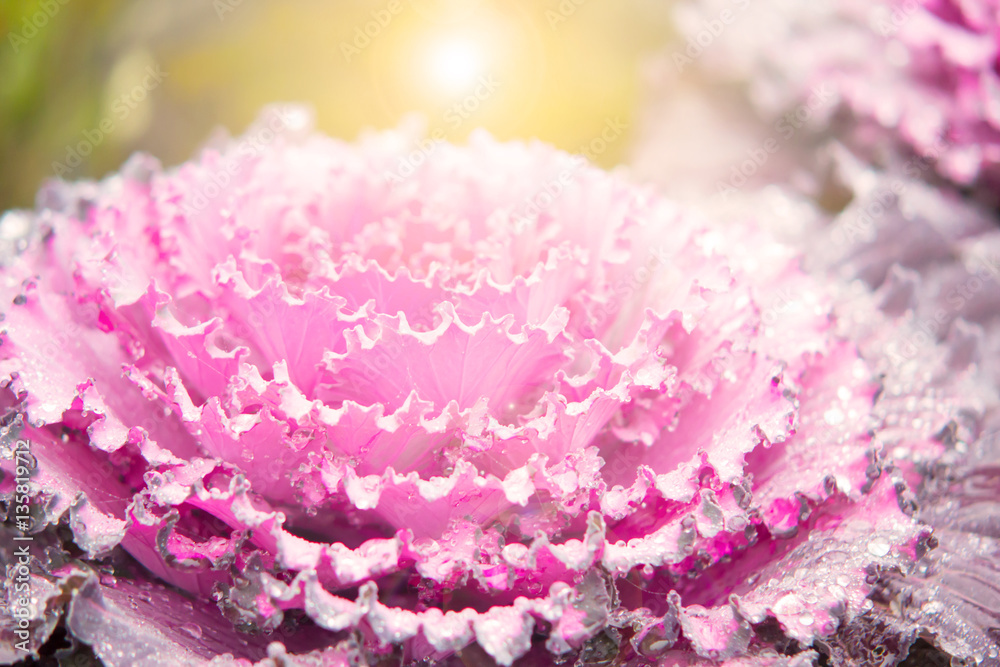 Abstract blur and soft ornamental cabbage sweet pink for background Abstract blur and soft ornamental cabbage sweet pink for background