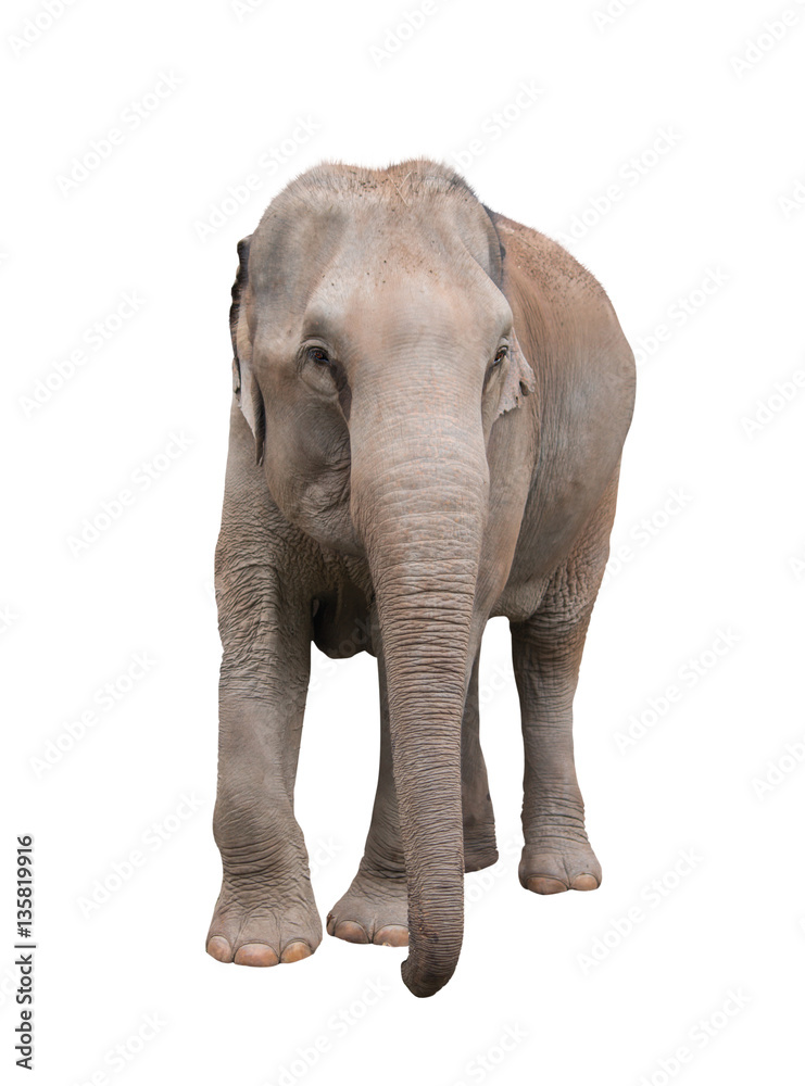 Asia elephant on isolated white background.