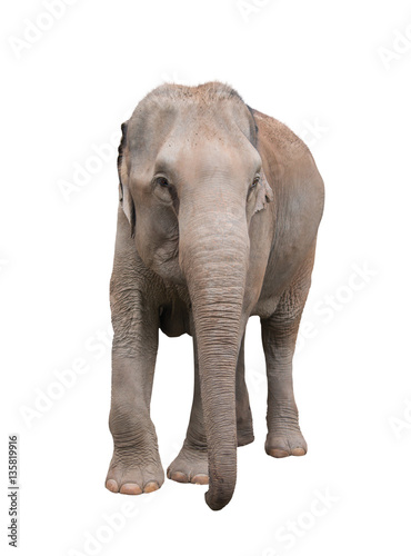 Asia elephant on isolated white background. © hideto111