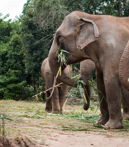 elephant camp