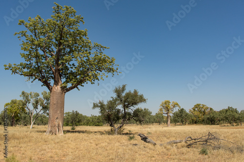 Boab trees on a field in the Kimberley region, Western Australia