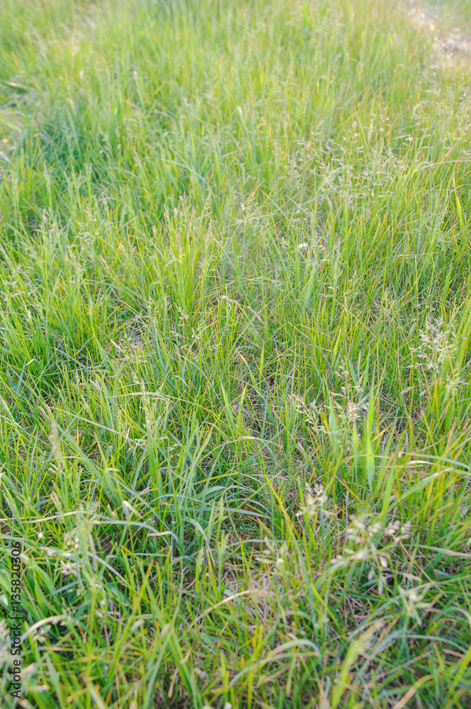 Natural meadow in spring Natural meadow in spring