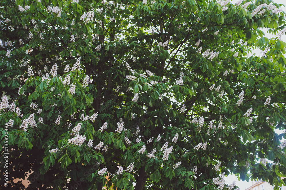 Fototapeta premium Blossoming chestnuts. Castanea sativa. Shallow depth-of-field