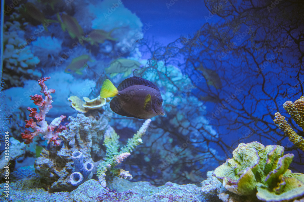 Fototapeta premium Sea life: exotic tropical coral reef