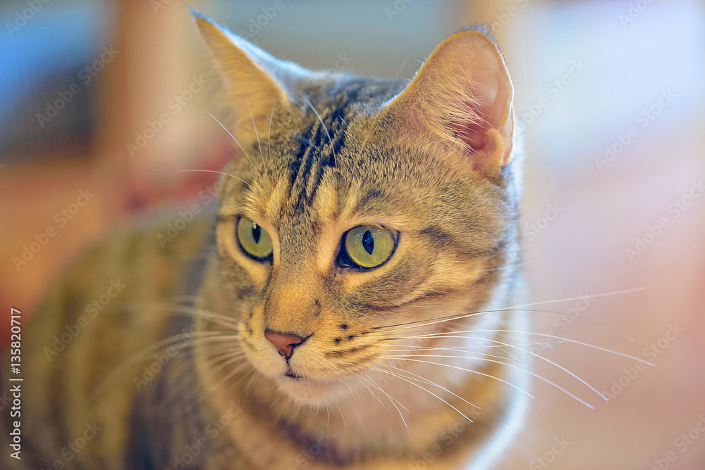 Fotografie cat