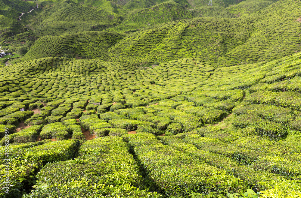 Tea Plantation in the Cameron Highlands, Malaysia