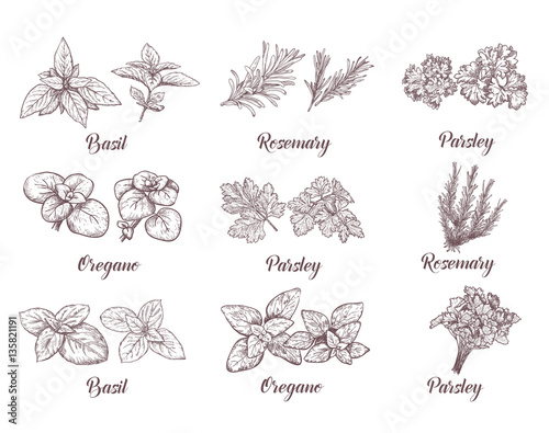 Herbs and spices set. Engraving illustrations for tags.
