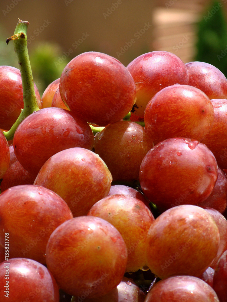Obraz premium Grapes, they can be used for making wine, jam, juice, jelly, grape seed extract, raisins, vinegar, and grape seed oil. 