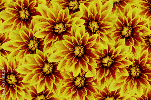 flowers dahlias yellow-red. flowers  background. floral collage. flower composition. Nature.