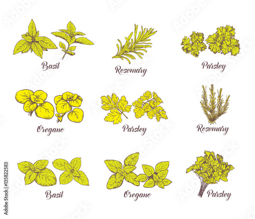 Herbs and spices set. Vector sketches for labels.