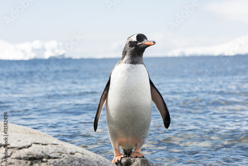 Antarctic Gento Penguins