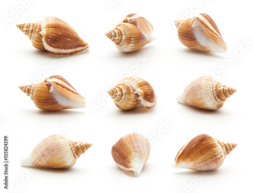 Collection sea shell isolated on white