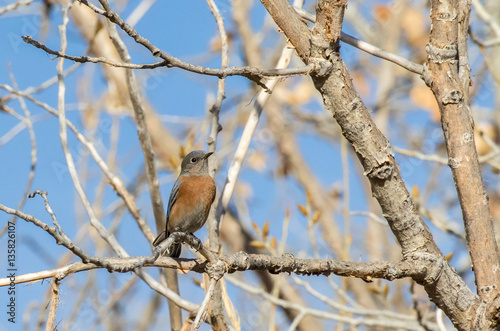 Western Bluebird in cottonwood forest along Rio Grande River in central New Mexico