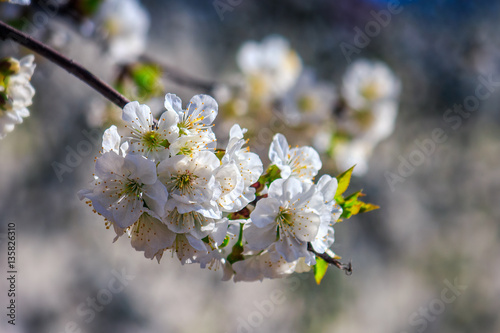 flowers of apple tree on a bulr background photo