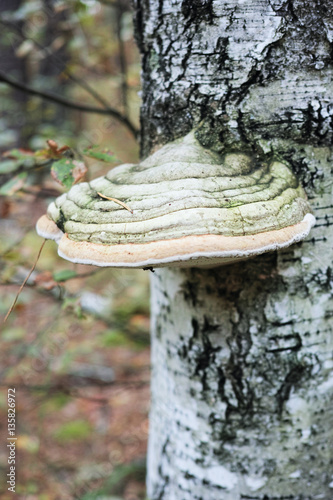 Wood mushroom Polypores
