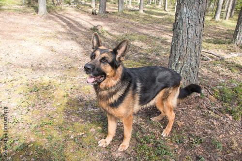 Dog german shepherd in the forest