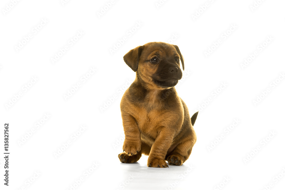 Jack Russel puppy  isolated in white background
