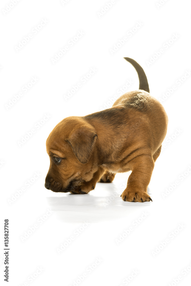 Jack Russel puppy isolated in white background Jack Russel puppy isolated in white background