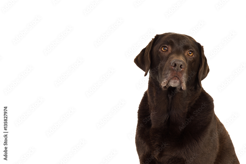 Chocolate brown labrador isolated in white