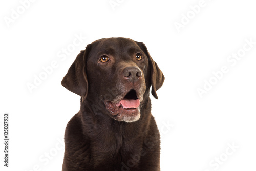 Chocolate brown labrador isolated in white © Leoniek