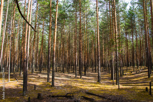 Pine forest in a nice day