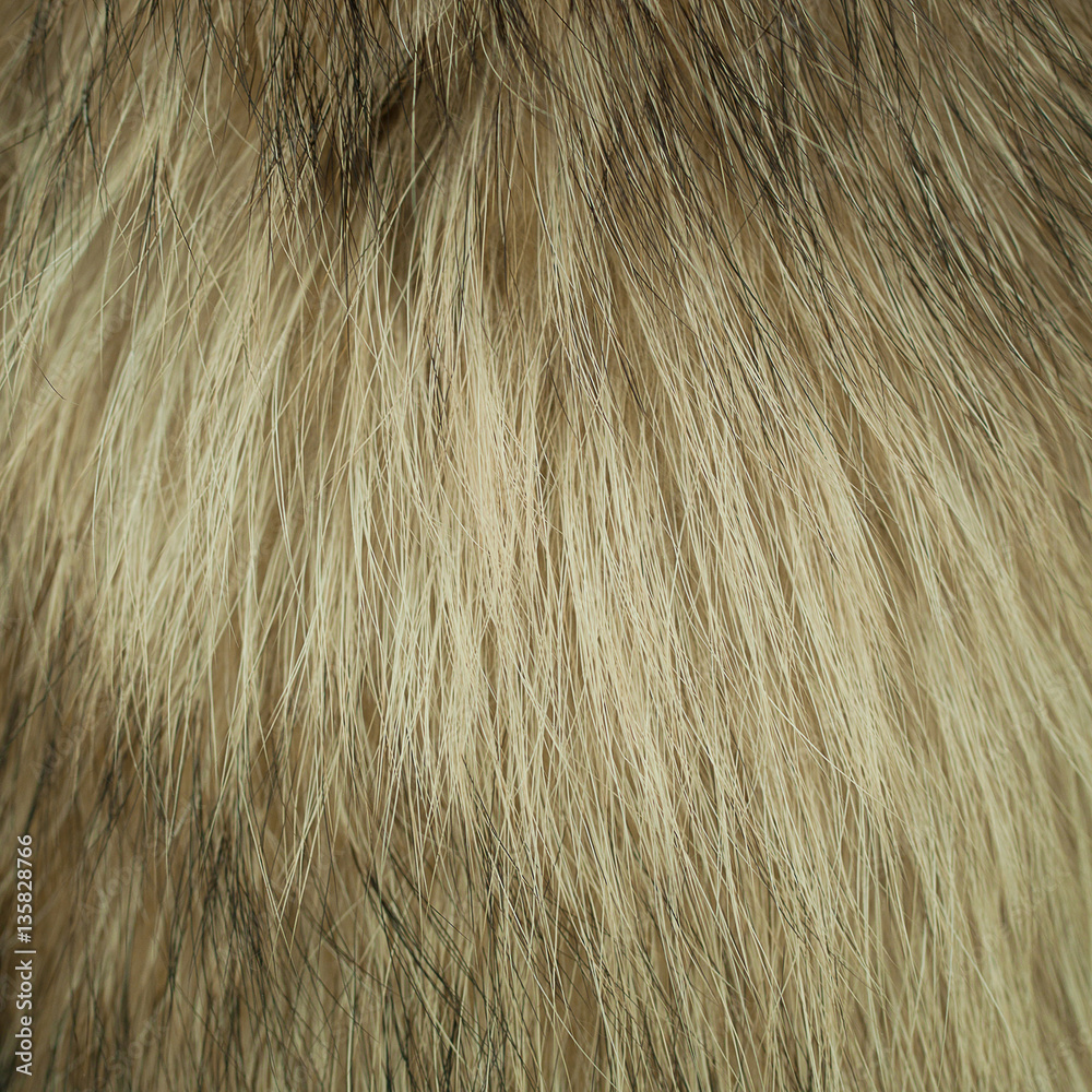 Fototapeta premium sample of brown-black fur