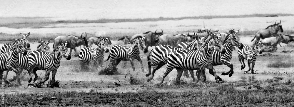 Zebra run - obrazy, fototapety, plakaty 