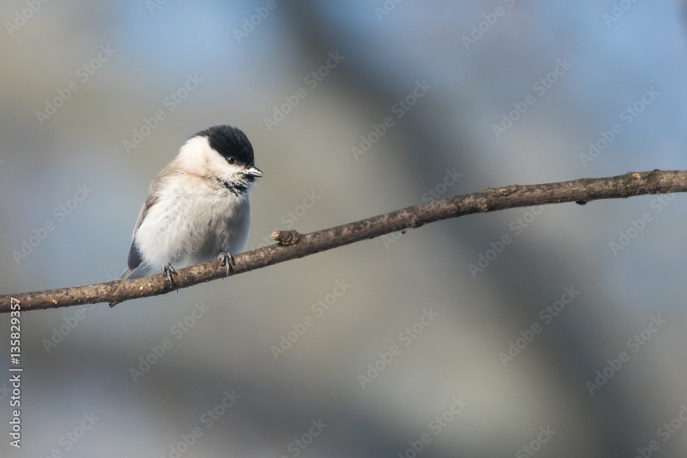 Fototapeta premium The marsh tit (Poecile palustris) sitting on the branch with blurred background.
