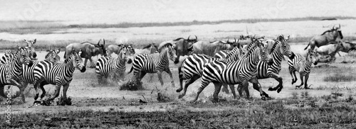 Zebra run