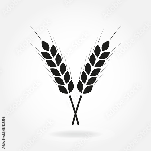Wheat ears or rice icon. Crop, barley or rye symbol isolated on white background. Design element for beer label or bread packaging. Vector illustration.