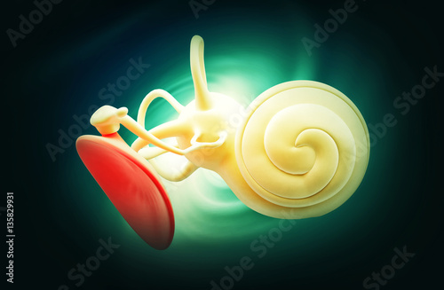 Inner Ear Structure photo