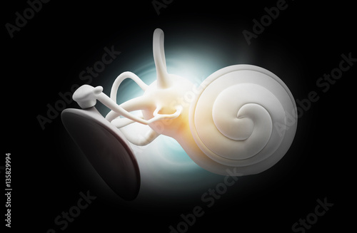 Inner Ear Structure photo