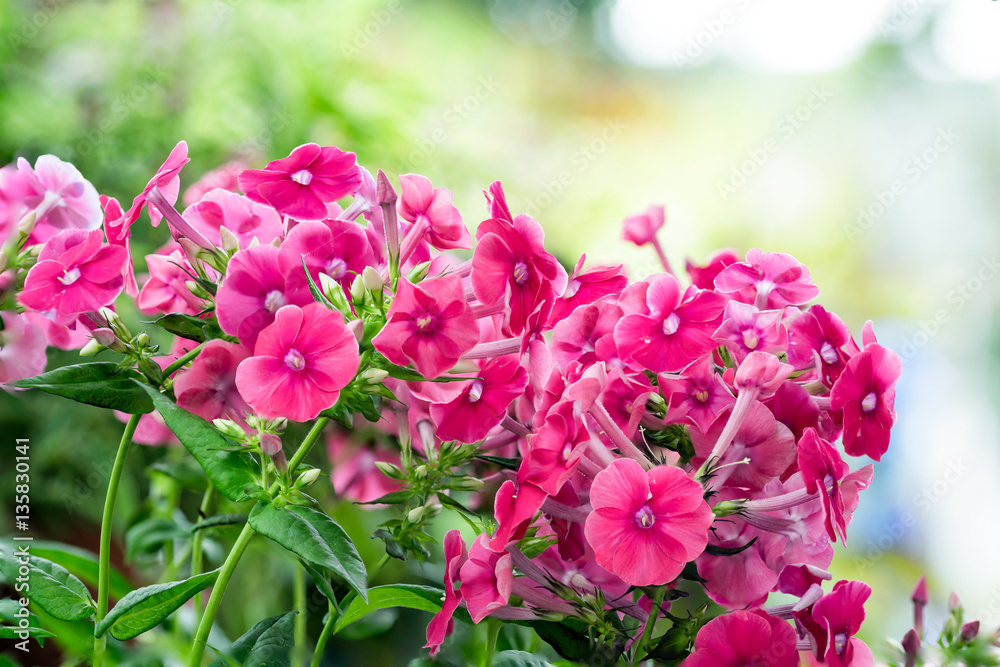 Details of red flowers in the garden with background soft focus Details of red flowers in the garden with background soft focus