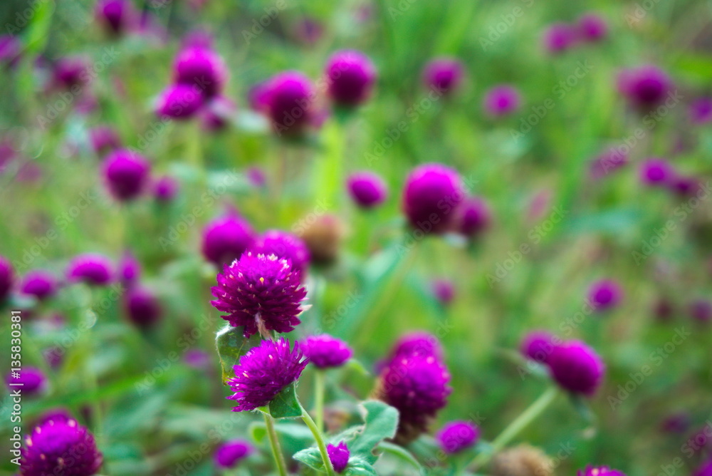 Closeup of some pink Gomphrena globosa flowers. Closeup of some pink Gomphrena globosa flowers.