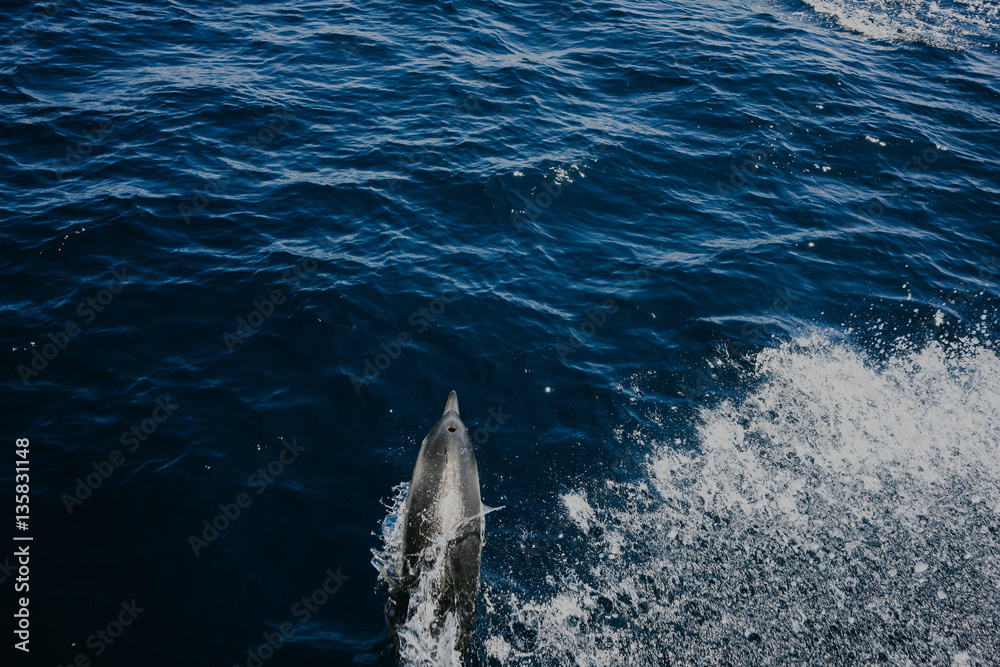Fototapeta premium Swimming Dolphin in the water