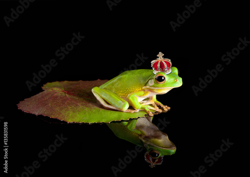 Frog prince on leaf