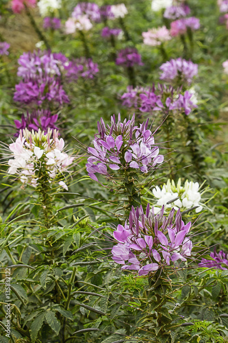 Spider flower - Cleome hassleriana in the garden