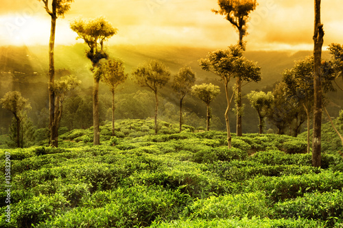 Bild auf Leinwand tea plantation landscape